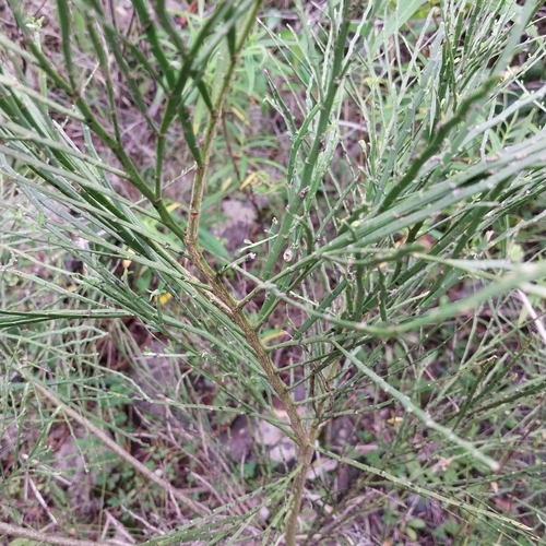 Carmichaelia odorata, photograph 2