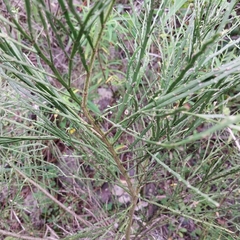 Carmichaelia odorata, photograph (c) kiwialli, some rights reserved (CC BY)