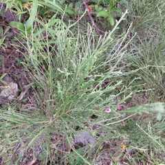 Carmichaelia odorata, photograph (c) kiwialli, some rights reserved (CC BY)