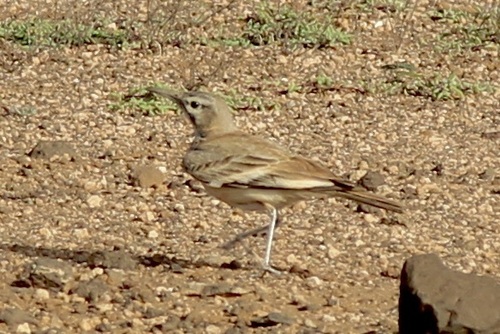 Greater Hoopoe-Lark (Alaemon alaudipes), photo 2
