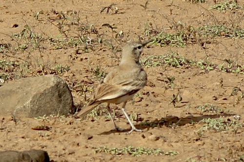 Greater Hoopoe-Lark (Alaemon alaudipes), photo 8