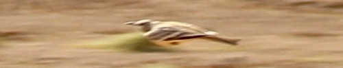 Greater Hoopoe-Lark (Alaemon alaudipes), photo 10