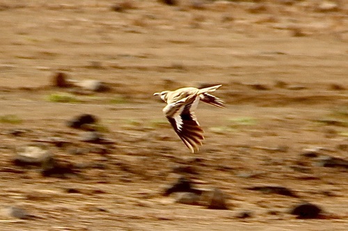 Greater Hoopoe-Lark (Alaemon alaudipes), photo 9