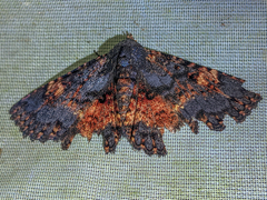 Metalectra carneomacula