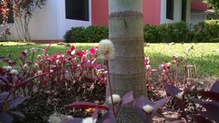 Alternanthera ramosissima