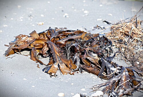 Fucus serratus observed 2025-10-06