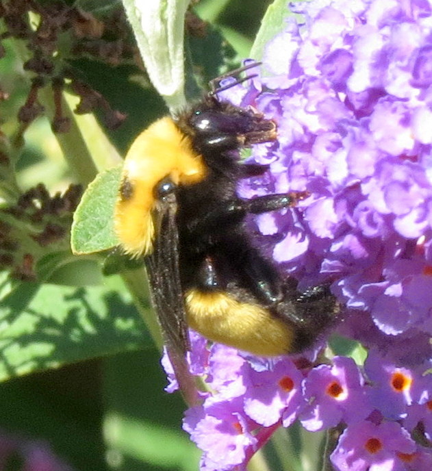 Nevada Bumble Bee (Summer Garden Bees of Portland) · iNaturalist