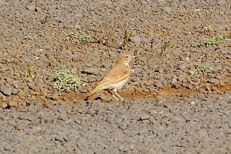 Bar-tailed Lark (Ammomanes cinctura), photo 2