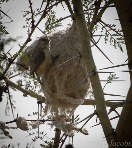 iNaturalist image