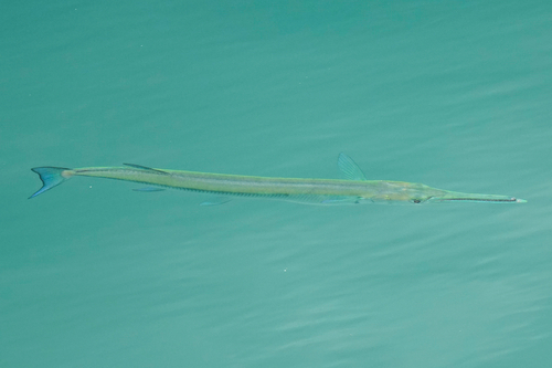 Spottedfin needlefish (Tylosurus punctulatus) — Belonidae — 4