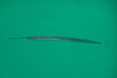 Spottedfin needlefish (Tylosurus punctulatus) — Belonidae — 3