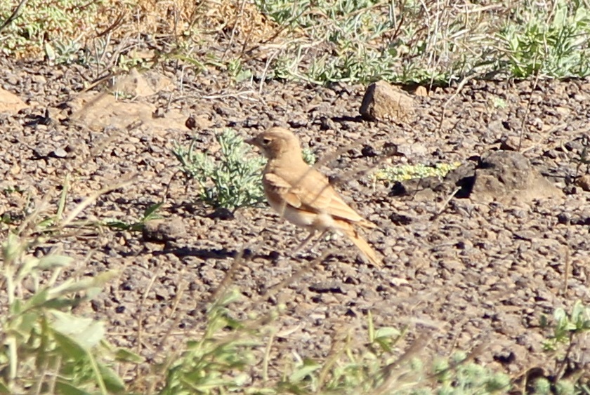 Bar-tailed Lark (Ammomanes cinctura), photo 3