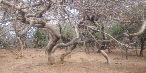 Bursera linanoe (La Llave) Rzed., Calderón & Medina