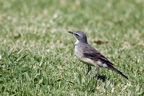 Cape Wagtail (Motacilla capensis), photo 3