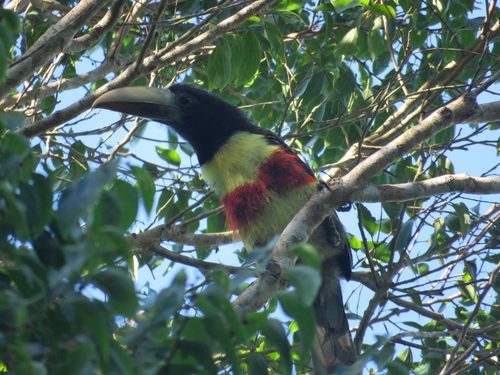 Black-necked Aracari (Pteroglossus aracari)