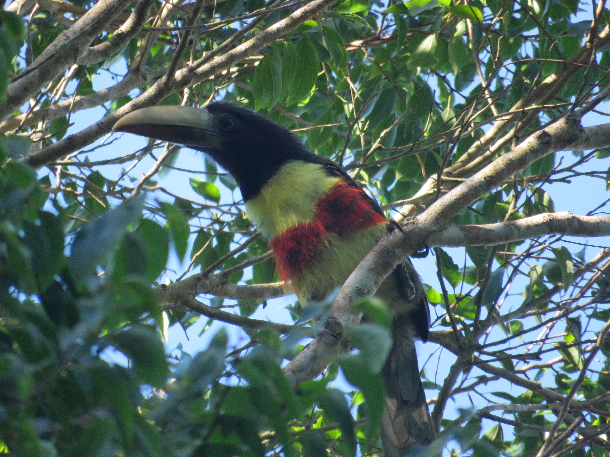 Black-necked Aracari (Pteroglossus aracari), photo 1
