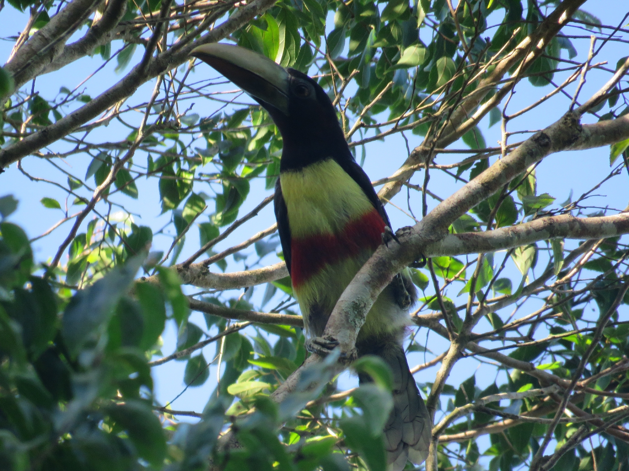 Black-necked Aracari (Pteroglossus aracari), photo 2