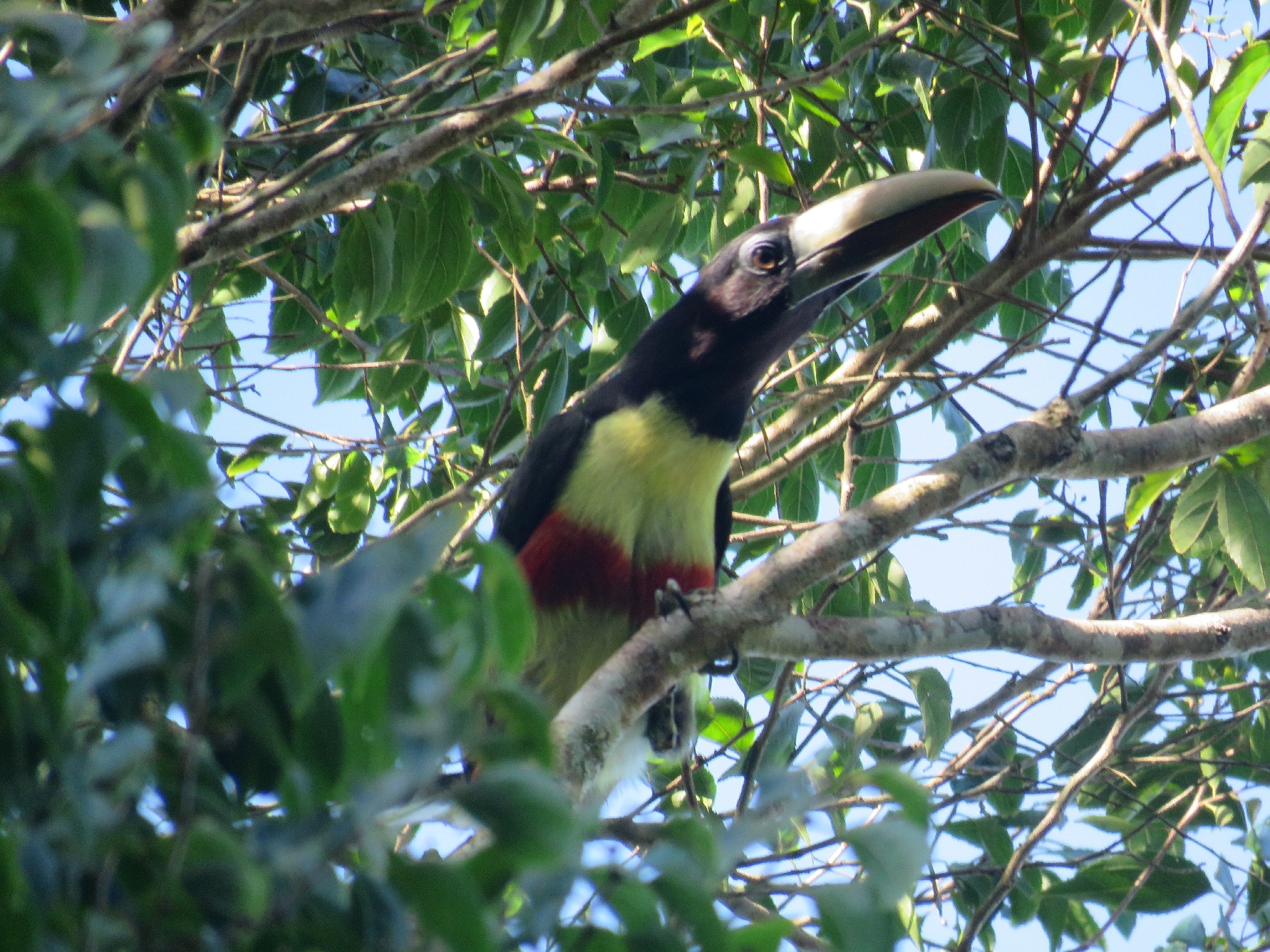 Black-necked Aracari (Pteroglossus aracari), photo 3
