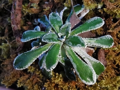 Saxifraga cochlearis