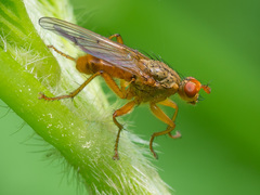 Scathophaga inquinata