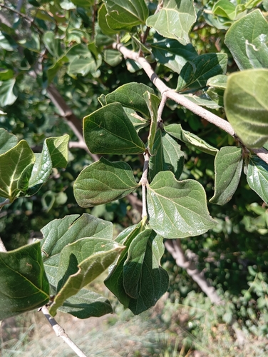 Foto de Afrocanthium gilfillanii
