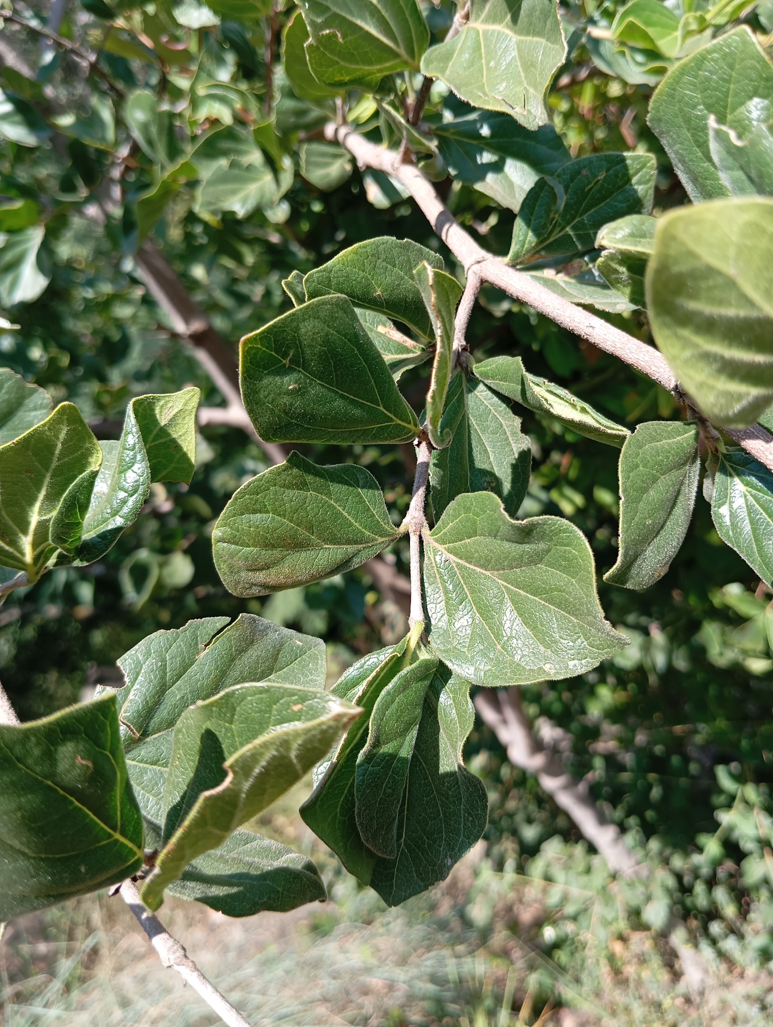 Imagem de Afrocanthium gilfillanii