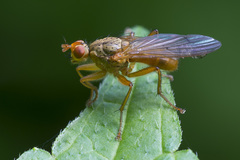 Scathophaga inquinata