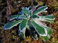 Saxifraga cochlearis