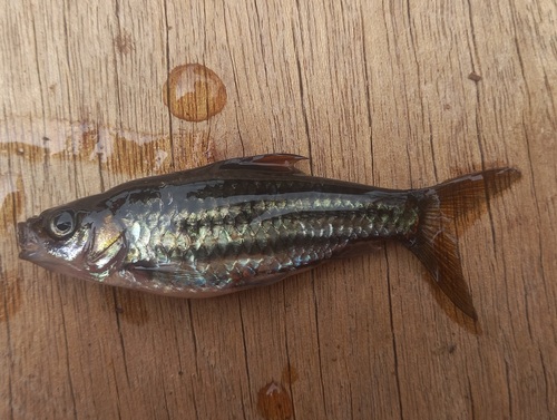 Melon barb (Desmopuntius johorensis) — Cyprinidae