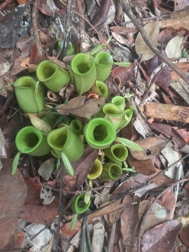 Nepenthes ampullaria