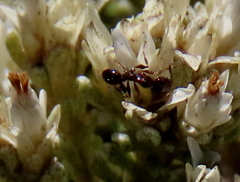 Pheidole capensis