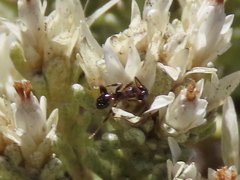 Pheidole capensis