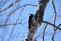 Dendrocopos major
