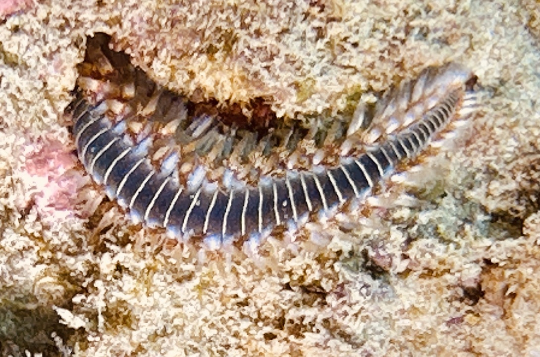 Hermodice carunculata (Pallas, 1766)