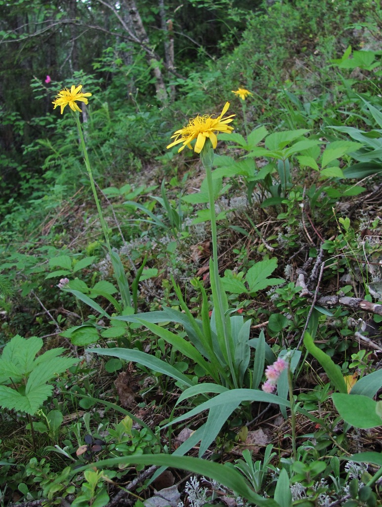 Scorzonera glabra