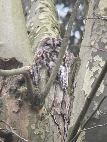 View observation of {o.common_name} on iNaturalist