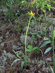 Scorzonera glabra