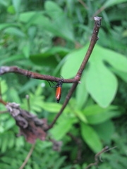 Strongylogaster tacita
