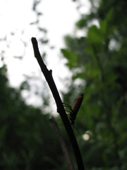Strongylogaster tacita