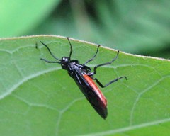 Strongylogaster tacita