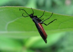 Strongylogaster tacita