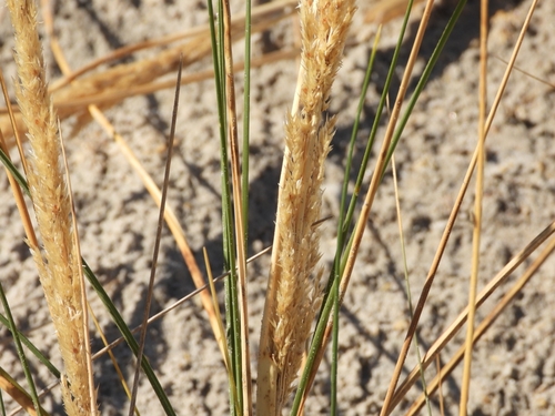 Poa durifolia
