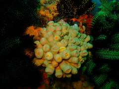 Tubastraea
