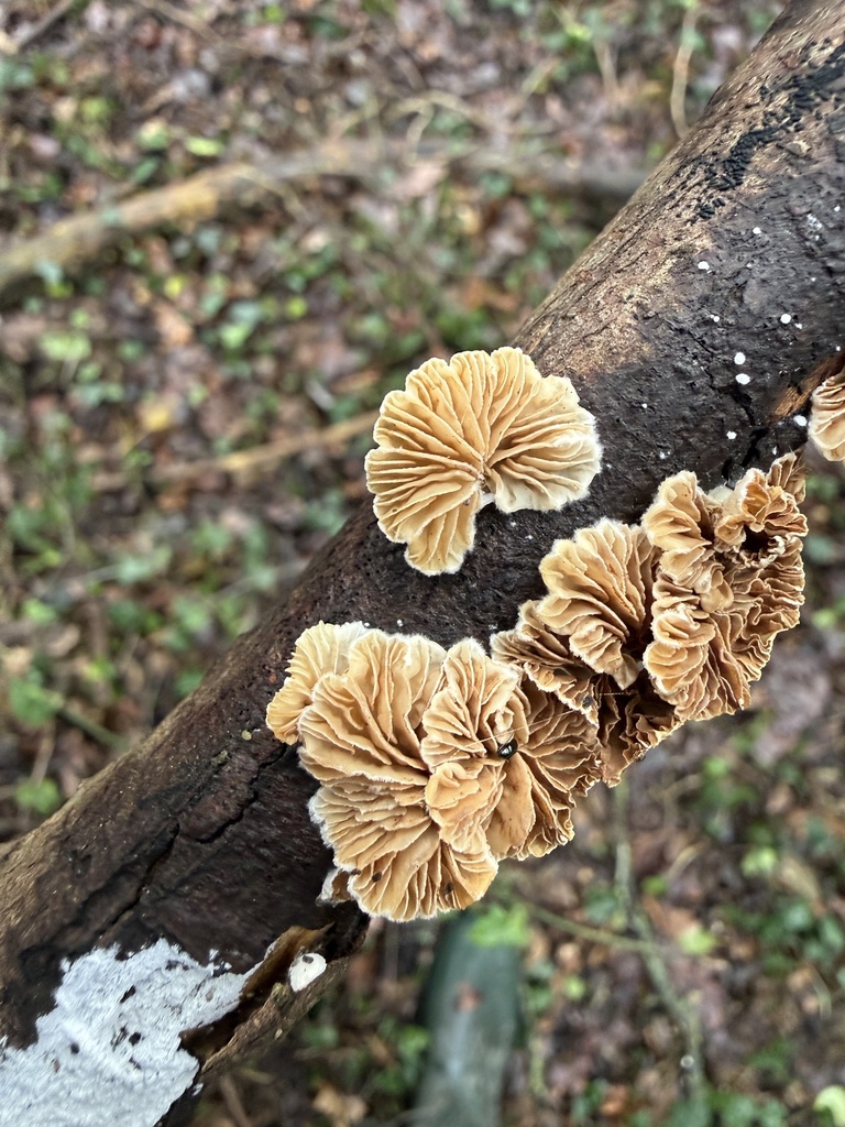 Crepidotus · January 2026 · photo: © cjoynson (iNaturalist, cc0)