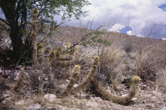 Trichocereus camarguensis
