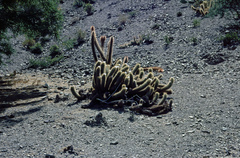 Trichocereus camarguensis