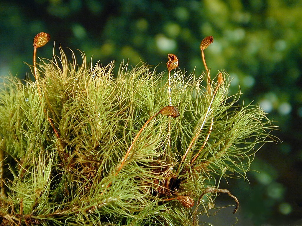 Bartramia microstoma
