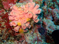 Tubastraea
