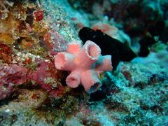 Tubastraea