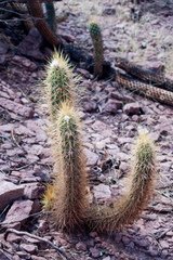 Trichocereus camarguensis